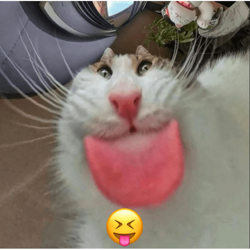 Poki 10