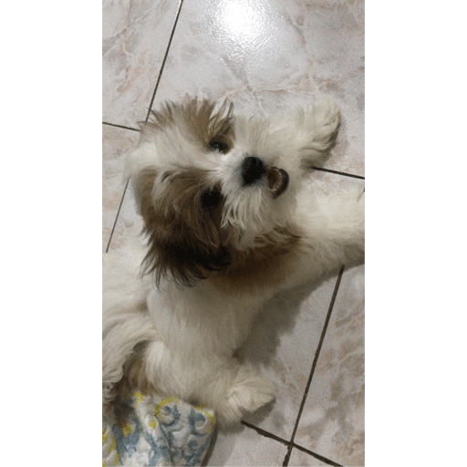 Fifi