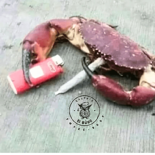 Paquete pongas 3