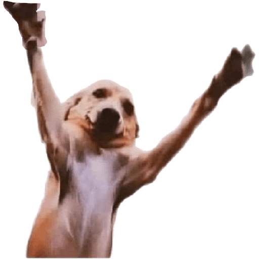 Paquete pongas 11