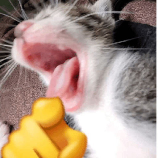 Kucing meme 9