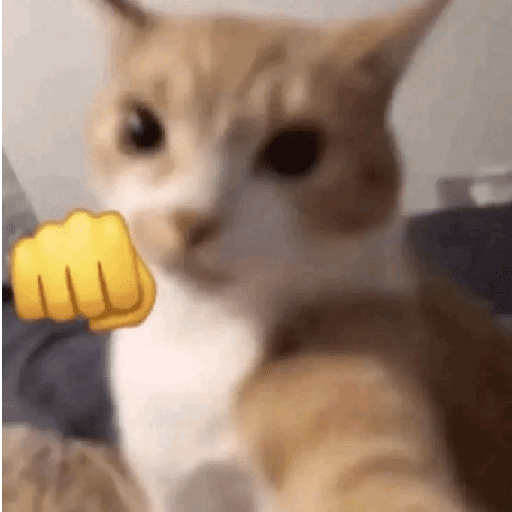 Kucing meme 8