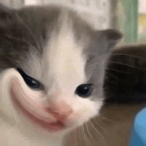 Kucing meme 7
