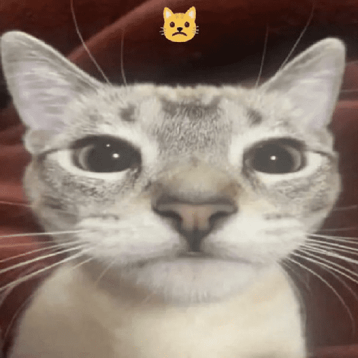 Kucing meme 17