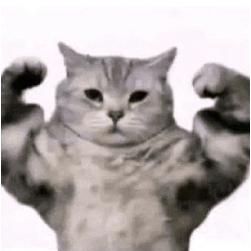 Kucing meme 18