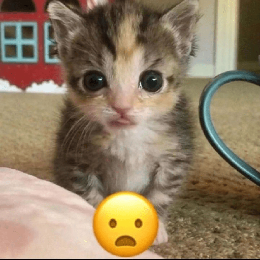 Kucing meme 19