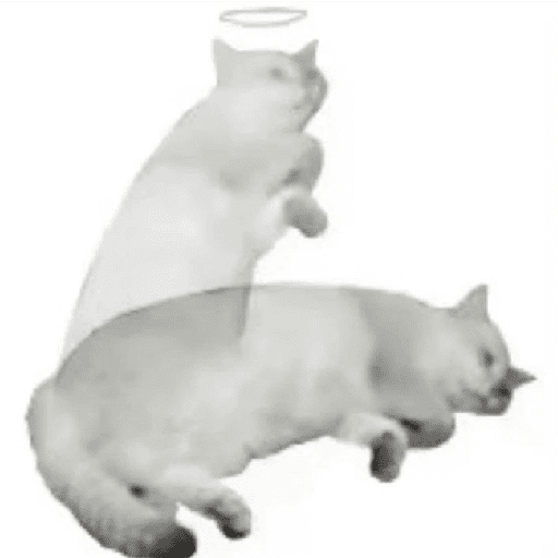 Kucing meme 20