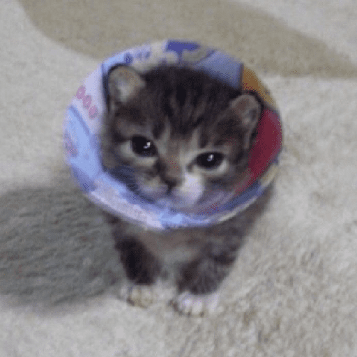 Kucing meme 21
