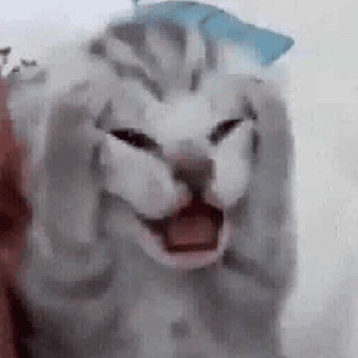 Kucing meme 12