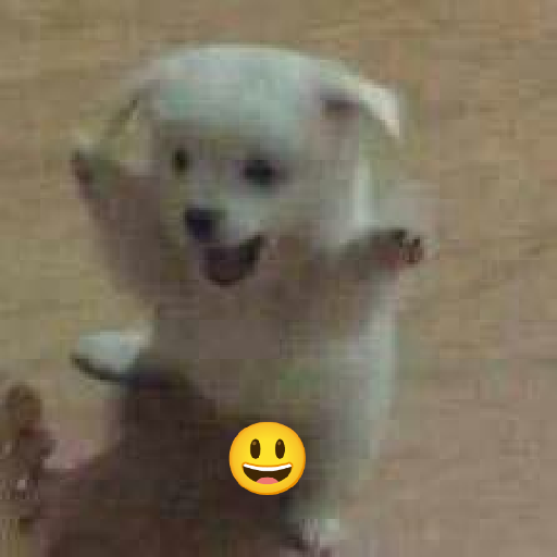 Perritos graciosos 🐶‼️ 5
