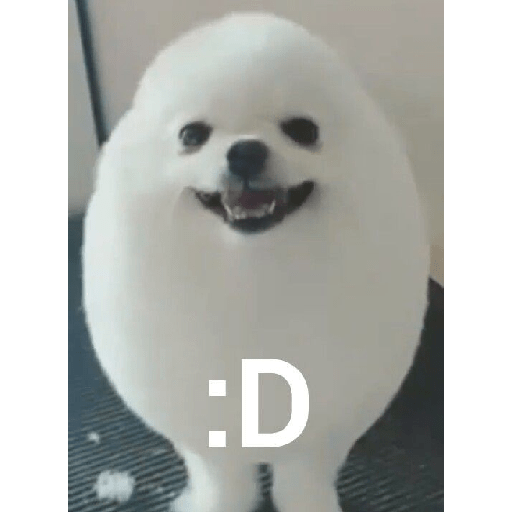 Perritos graciosos 🐶‼️ 7