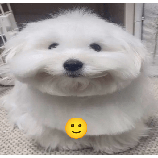 Perritos graciosos 🐶‼️ 8