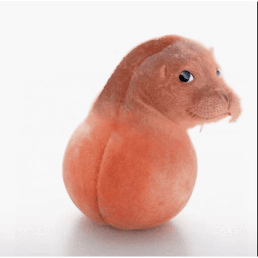Bitchass hamster 17