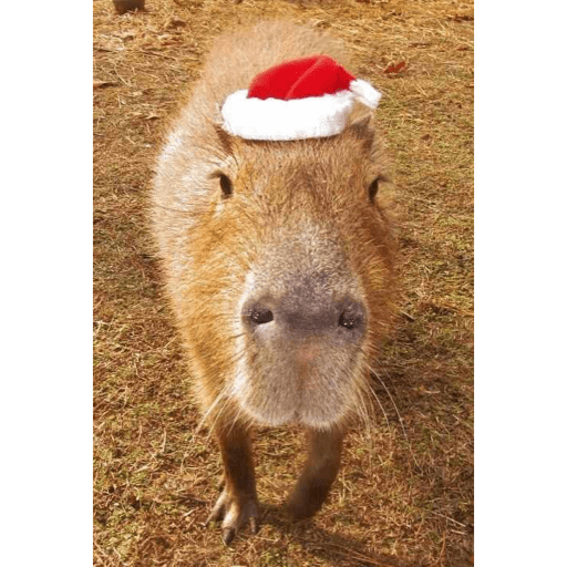 Navidad 🎄🎅🎅 22
