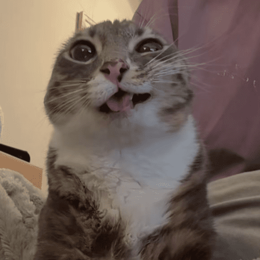 Miaumiau˖᯽ ݁˖ 10