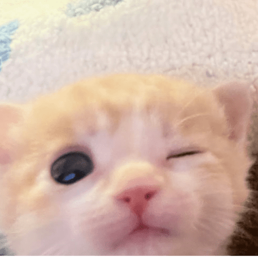 Miaumiau˖᯽ ݁˖ 14