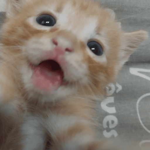 Miaumiau˖᯽ ݁˖ 1
