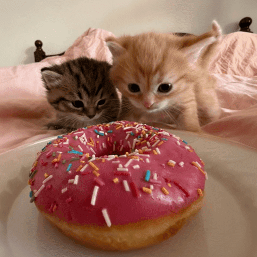 Miaumiau˖᯽ ݁˖ 2