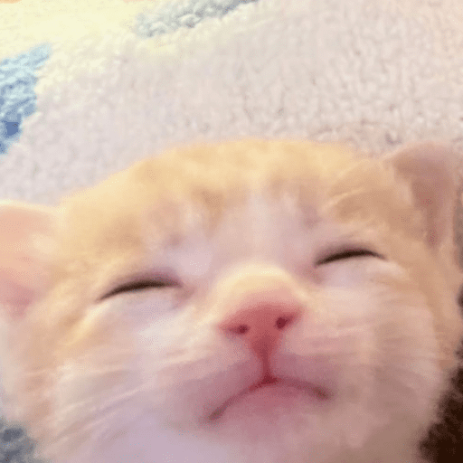 Miaumiau˖᯽ ݁˖ 13