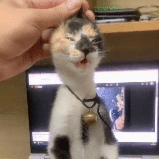 Miaumiau˖᯽ ݁˖ 9