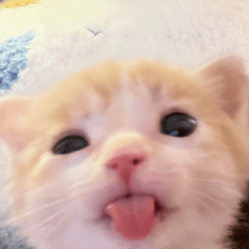 Miaumiau˖᯽ ݁˖ 15