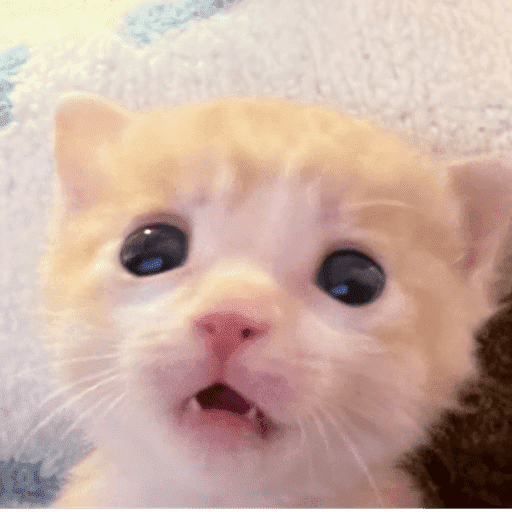 Miaumiau˖᯽ ݁˖ 12