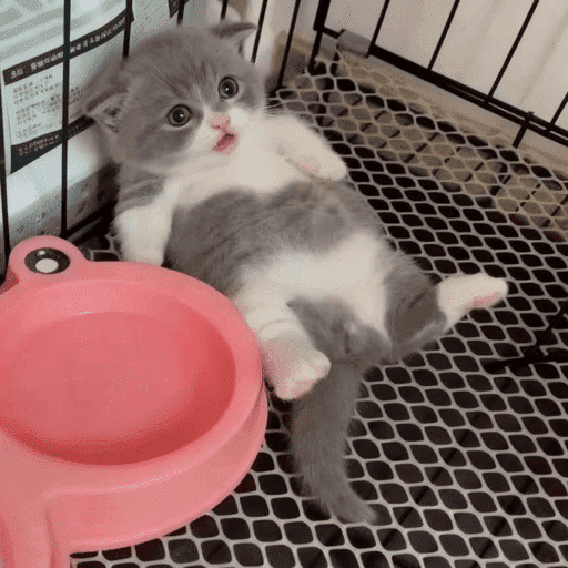 Miaumiau˖᯽ ݁˖ 5