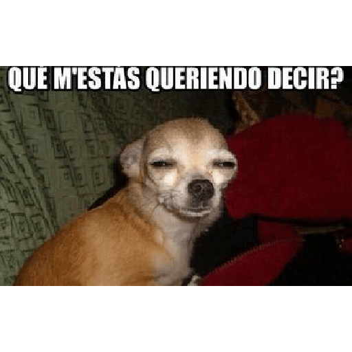 Perritos locos 🥸