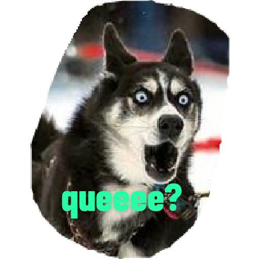 Husky siberiano 16