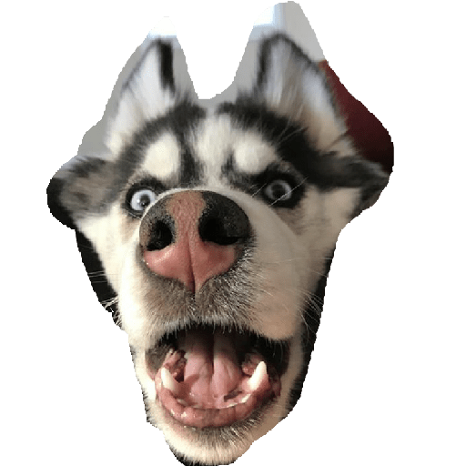 Husky siberiano 14