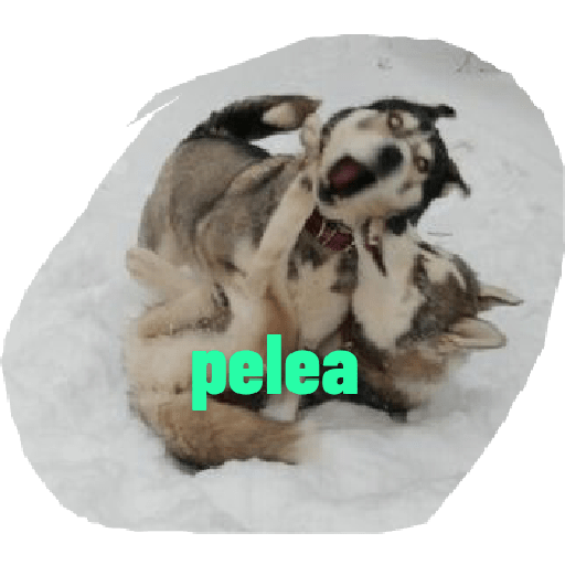 Husky siberiano 22