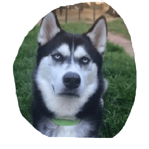 Husky siberiano 9