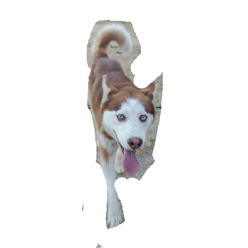 Husky siberiano 30