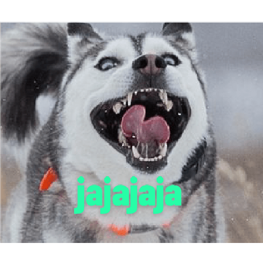 Husky siberiano 15