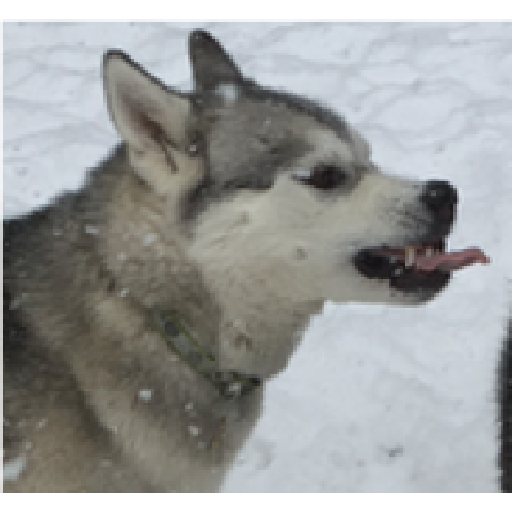 Husky siberiano 20