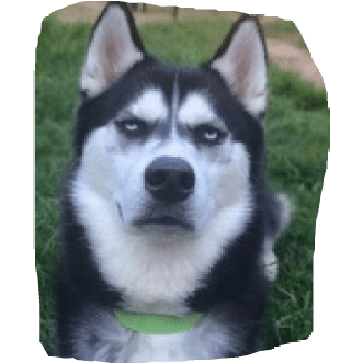 Husky siberiano 28