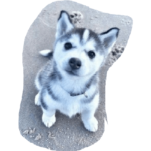 Husky siberiano 25