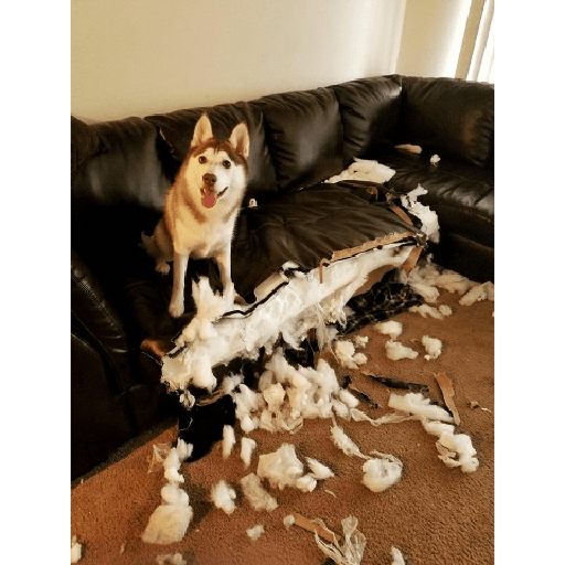Husky siberiano 6