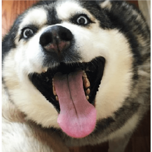 Husky siberiano 5