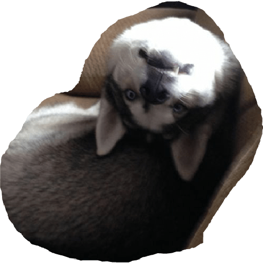 Husky siberiano 18