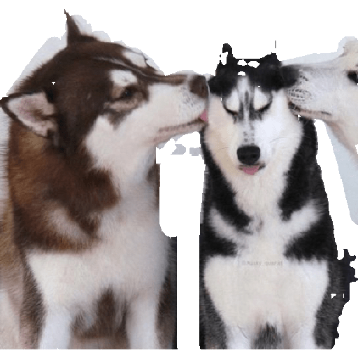 Husky siberiano 2