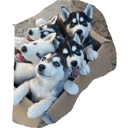 Husky siberiano 1