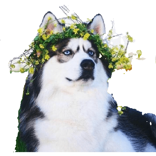 Husky siberiano 4
