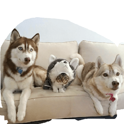 Husky siberiano 3