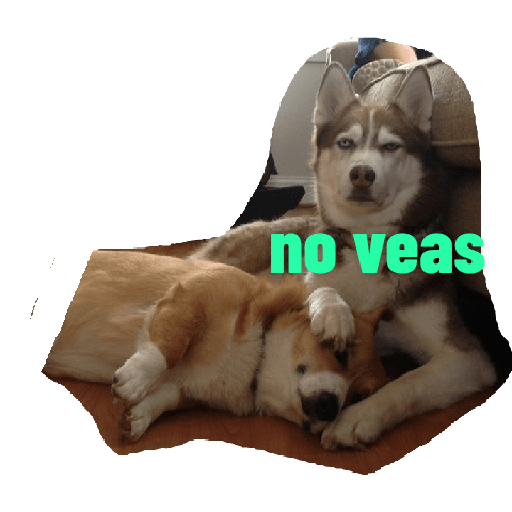 Husky siberiano 19
