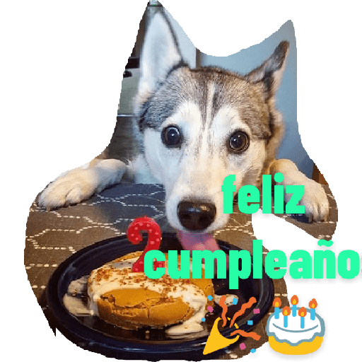 Husky siberiano 23