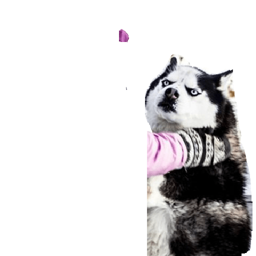 Husky siberiano 13