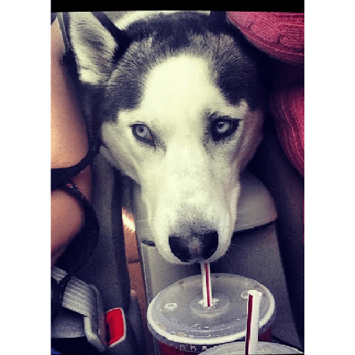 Husky siberiano 24