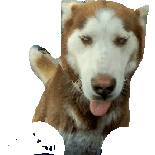 Husky siberiano 27