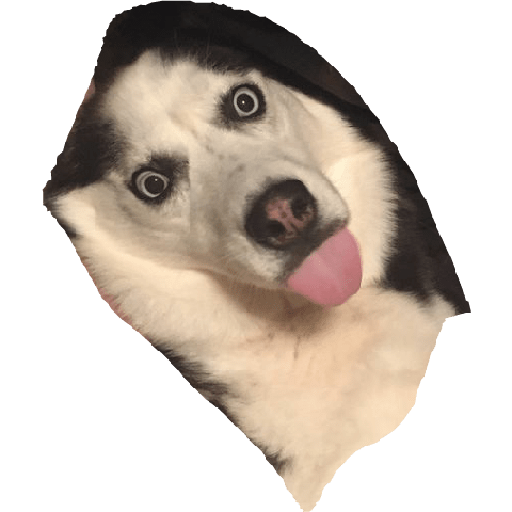 Husky siberiano 17